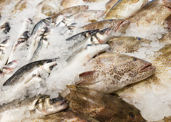 Fresh raw whole fish different chilled on ice, at the fish market.