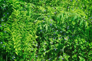 Green meadow grass macro. Springtime background. Close up nature background