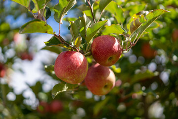 red delicious apples on apple in tree in farm, ready to be picked
