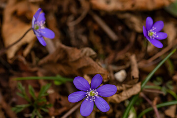 Hepatica flowers in the forest, close up	
