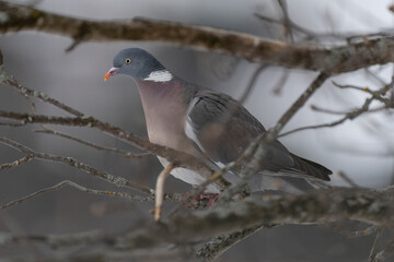 The common wood pigeon (Columba palumbus)