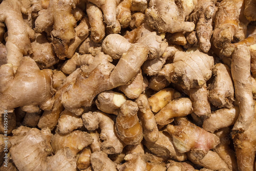 Wall mural Ginger root unpeeled, whole, many piled in bulk, in food market.