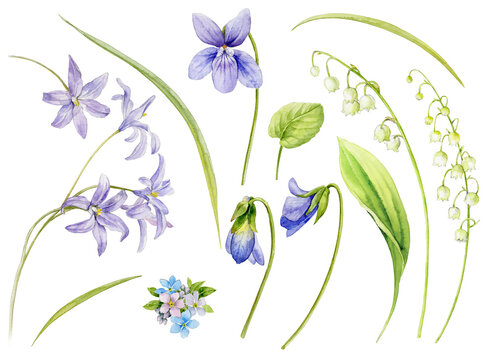 A set of spring delicate flowers on a white background. Violet, lily of the valley, forget-me-not, and chionodox. Watercolour illustration.