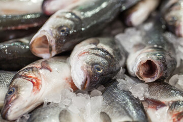 Fish on ice, fresh raw whole chilled, at the fish market.