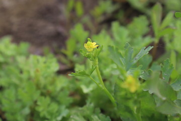 yellow colored beautiful flower closeup