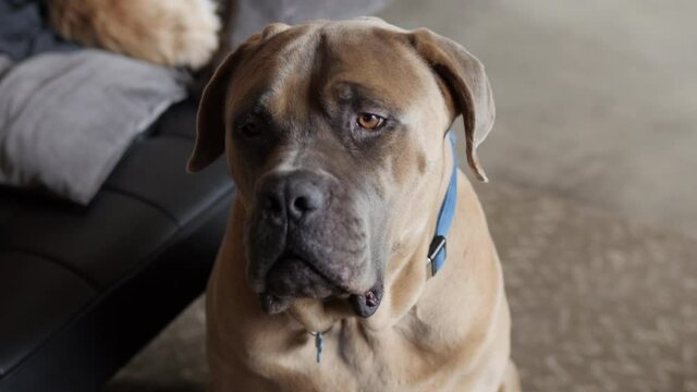 Close up of a big droopy mastiff dog being a good boy
