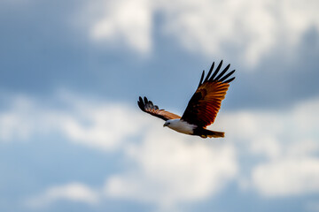 brahminy kite soaring in the sky