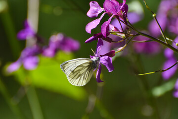 The green-veined white (Pieris napi) butterfly on wildflower. Natural background, big white butterfly on pink flower