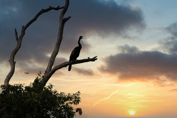 Australian Darter at sun down sitting in a tree
