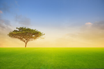 Fototapeta na wymiar Green tree in green field on sunset or sunlight.