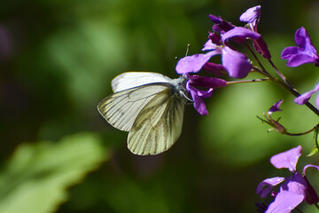 The green-veined white (Pieris napi) butterfly on wildflower. Natural background, big white butterfly on pink flower