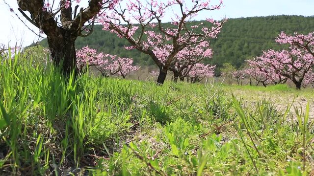 Camera movement in a blooming peach garden in spring