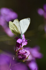 The green-veined white (Pieris napi) butterfly on wildflower. Natural background, big white butterfly on pink flower