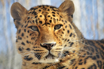 close up of leopard