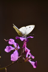 The green-veined white (Pieris napi) butterfly on wildflower. Natural background, big white butterfly on pink flower