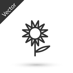 Grey line Sunflower icon isolated on white background. Vector