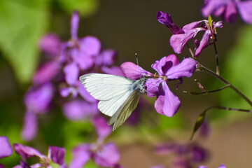 The green-veined white (Pieris napi) butterfly on wildflower. Natural background, big white butterfly on pink flower