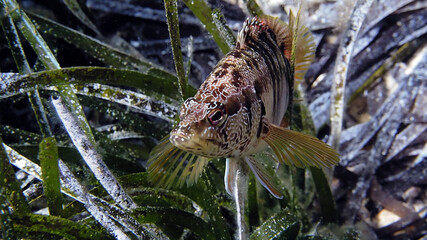 Scuba Diving Malta Gozo Comino
