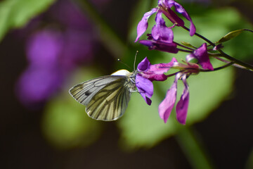The green-veined white (Pieris napi) butterfly on wildflower. Natural background, big white butterfly on pink flower