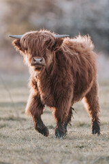 Fototapeta premium scottish cows in the fields