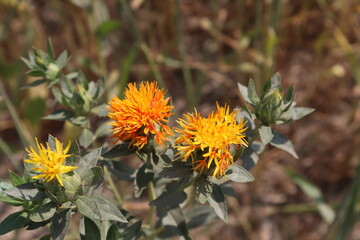 yellow colored beautiful flower closeup