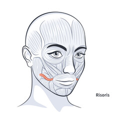 Risoris. Facial muscles of the female. Detailed bright anatomy isolated on a white background vector illustration