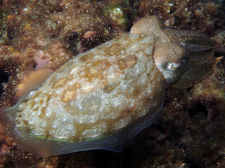 Scuba Diving Malta Gozo Comino