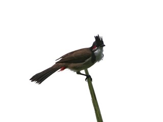 Red Whiskered Bulbul bird isolated on white
