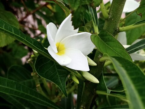 this poto was click on the white  Frangipani flowes.
this floere spacial generate in india