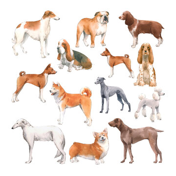 Beautiful set with cute watercolor hand drawn dog breeds Cocker spaniel Greyhound Hound Basenji and Russian Greyhound Whippet . Stock illustration.