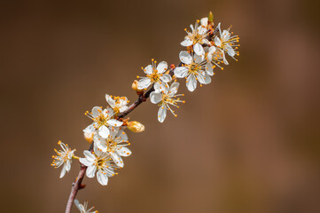 branch with beautiful fresh flowers