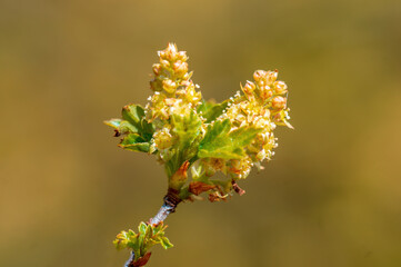 branch with beautiful fresh flowers