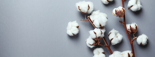 Cotton plant branches on gray background, space for text