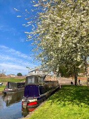  Two old boats on the canal and blossoming tree. 