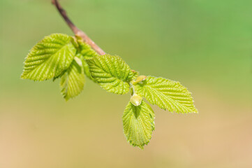 branch with beautiful fresh bud