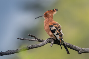 Eurasian Hoopoe or Common hoopoe (Upupa epops) © vaclav