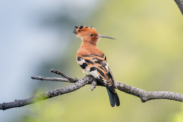 Eurasian Hoopoe or Common hoopoe (Upupa epops)