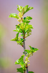 branch with beautiful fresh bud