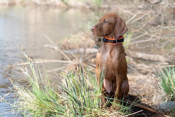 Magyar Vizsla-Welpe sitzt wartend am Ufer © motivjaegerin1