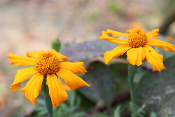 yellow colored beautiful flower closeup