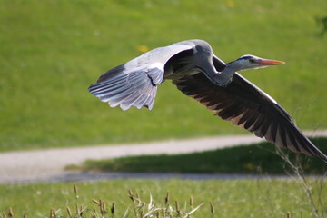 Tiere und Natur