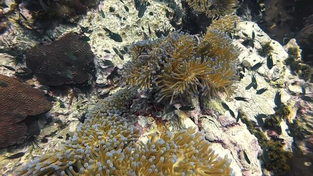 Underwater Video of Sea Anemone and Nemo, Crownfish, Anemone Fish in Coral Reef Pinnacle Landscape with clear water background in scuba diving trip.