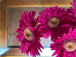 Closed up of Pink Gerbera flower background