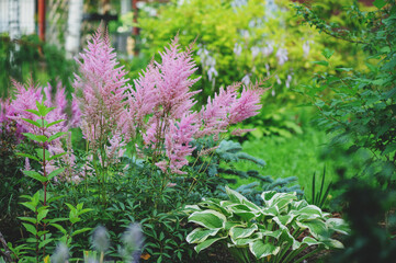 mixed garden shady border with hostas and astilbe planted together