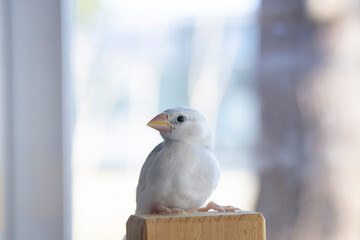 生後約一か月の白文鳥のヒナ