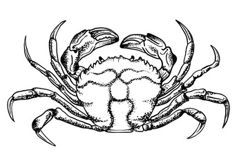 Crab drawing on white background. Hand drawn outline seafood illustration.
