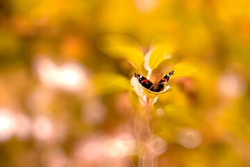 Schmetterling sitzend auf Blatt, gelb/grün Touch, close up
