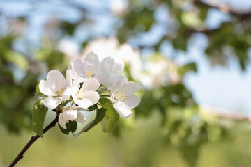 apple tree flower