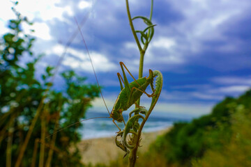 grasshopper on the grass next to the beach