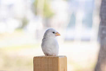 生後約一か月の白文鳥のヒナ
